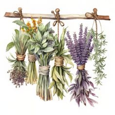 an illustration of herbs hanging on a rope