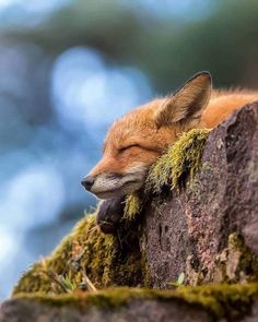 an instagram photo of a sleeping fox on a mossy rock with the caption instagram