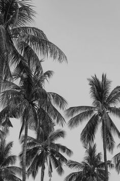 black and white photograph of palm trees against a gray sky