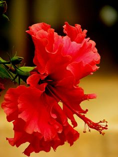 a close up of a red flower on a table