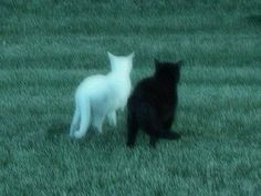 two black and white cats standing in the grass