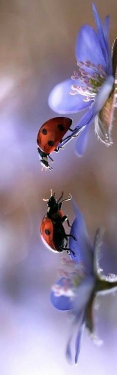 two ladybugs sitting on top of blue flowers