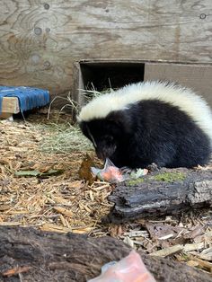 a black and white striped skunky eating something out of a box on the ground