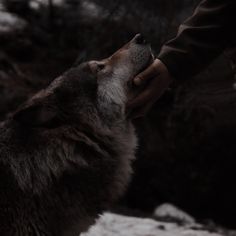 a person petting the head of a wolf