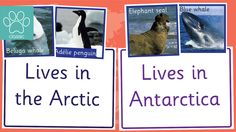 an image of animals in the arctic with words below them that read lives in the arctic