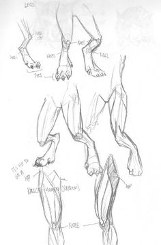 an image of a drawing of a dog's body and legs with muscles labeled