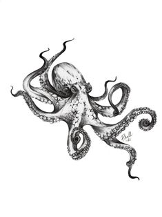 an octopus is shown in black and white, with the tentacles curled up to it's head