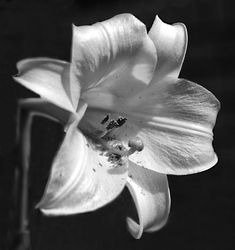 black and white photograph of a flower