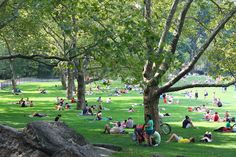 many people are sitting on the grass under trees