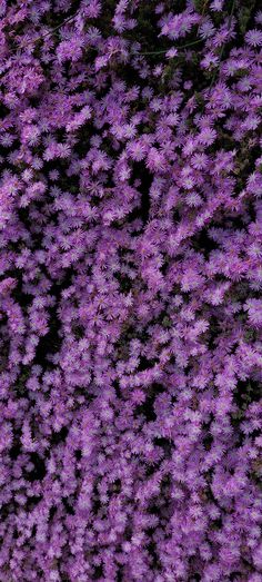 purple flowers are growing on the side of a building in front of a black background