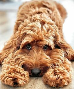 a brown dog laying on top of a wooden floor