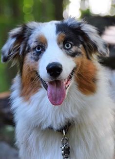 a close up of a dog with its tongue hanging out