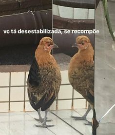 two birds standing next to each other on a tile floor