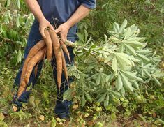 a man holding up some very large carrots in the grass and bushes behind him