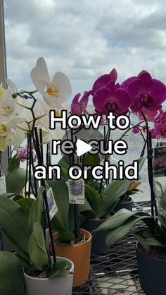 several potted orchids with the words how to recie an orchidd on them