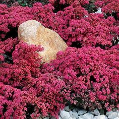 two different types of plants with rocks in the middle and one has purple flowers growing out of it