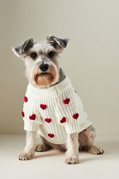 a small dog wearing a sweater with hearts on it