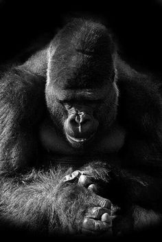 a black and white photo of a gorilla with its hands on his chest looking down