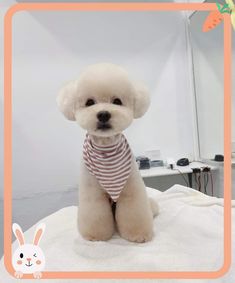 a white poodle wearing a red and white striped shirt sitting on top of a bed