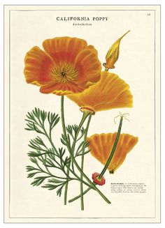 an illustration of three orange flowers with green stems