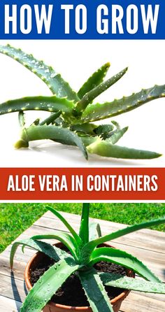 how to grow aloe vera in containers