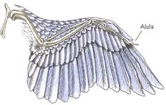 an image of a bird's wing with the name and description