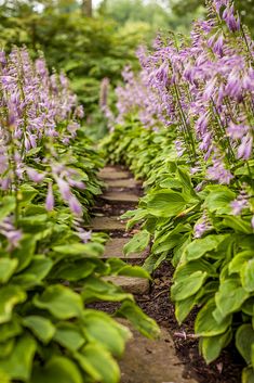 purple flowers are growing in the garden