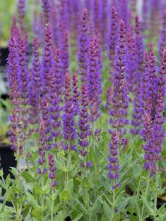 purple flowers are growing in the garden