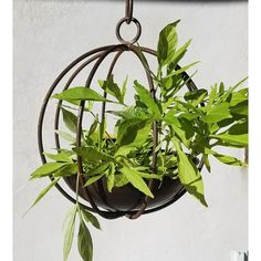 a potted plant hanging from a metal ring