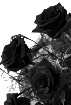 three black roses with water droplets on them are shown in this black and white photo