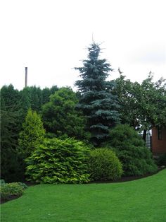 a green lawn with trees and bushes in the background