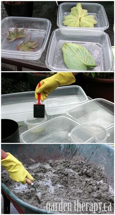 the process for making leaf shaped plants is shown in three different stages, including cleaning and drying