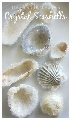 several seashells on a white plate with the words crystal seashells