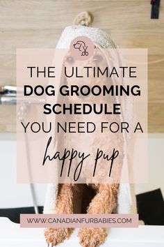 the ultimate dog grooming schedule you need for a happy pup