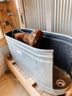 a brown dog sitting in a tub on top of a wooden pallet