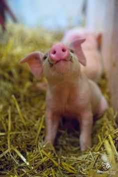 two little pigs are sitting in the hay and looking up at something that looks like it's smiling