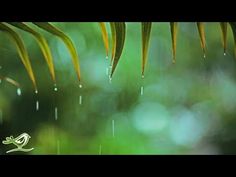 rain falling down on the leaves of a palm tree in front of blurry green foliage