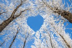 looking up at the sky through snow covered trees