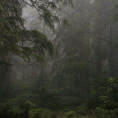 fog in the forest with trees and grass