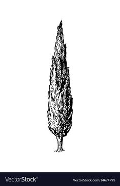 an ink drawing of a tree on a white background