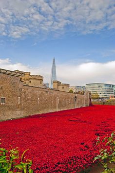 red flowers are growing on the ground in front of an old brick wall and building