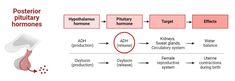 Posterior Pituitary Hormones Sweat Gland, Circulatory System