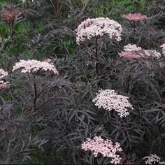 pink and white flowers in the middle of some green plants with purple stems on them