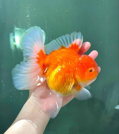 a hand is holding a goldfish in the water