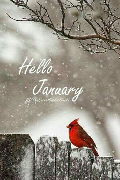 a red bird sitting on top of a wooden fence next to a snow covered tree