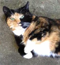 a calico cat laying on the ground looking up