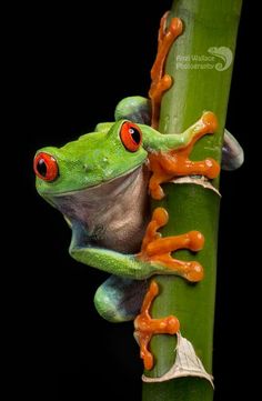 a green frog with red eyes climbing on a bamboo stick in the rainforest, costa rica