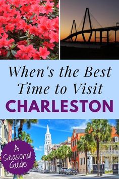 A pink azalea bush in bloom, the dark silhouette of the Arthur Ravenel bridge at sunset, and Broad Street in Charleston on a bright sunny say, with text When's the Best Time to Visit Charleston, SC: A Seasonal Guide Charleston South Carolina In November, East Coast Usa