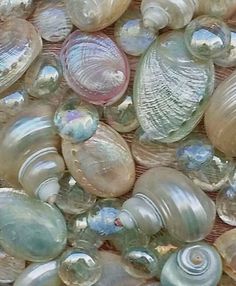 many different types of seashells are shown together in this image, including one shell