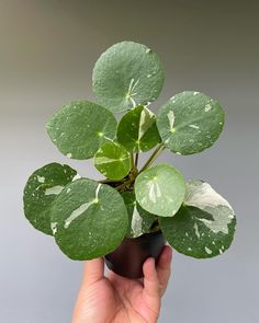 a hand holding a plant with green leaves